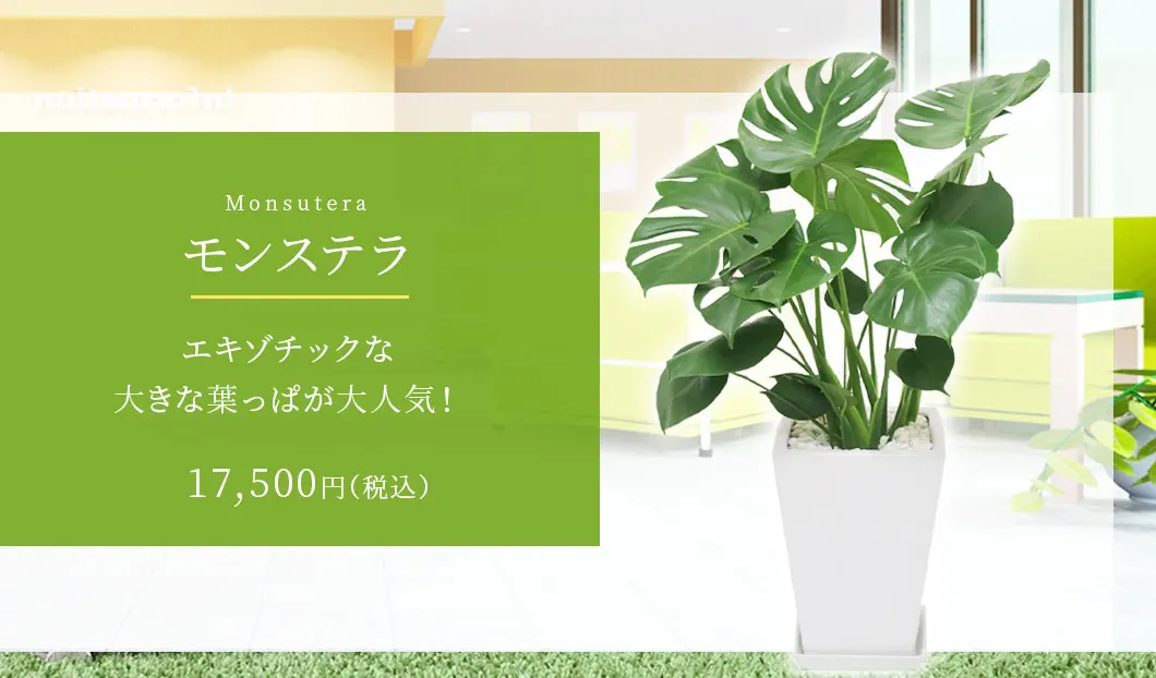 モンステラ 観葉植物 17,500円(税込)