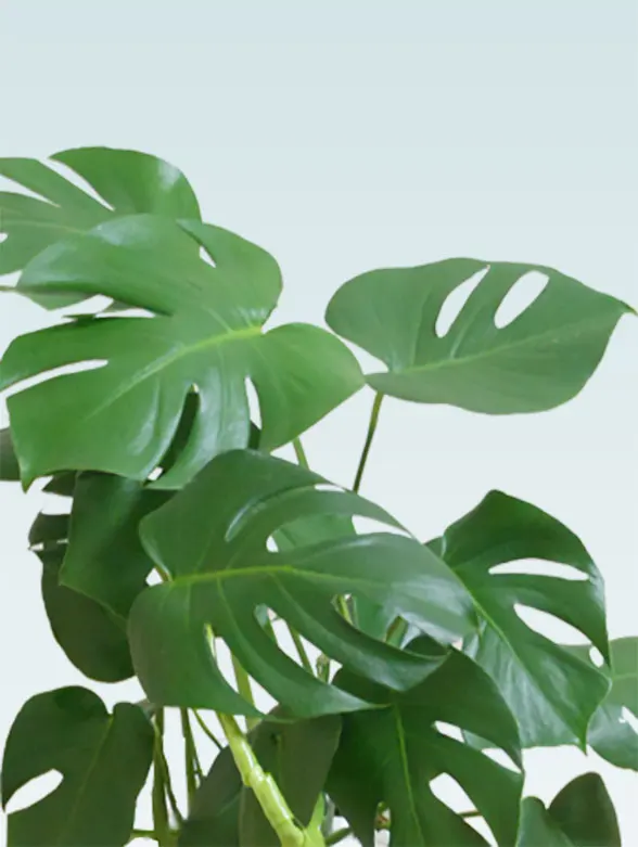 モンステラ 陶器鉢植込み ラウンドタイプ白色 スタイリッシュ 観葉植物の販売 通販の観葉植物のオアシス