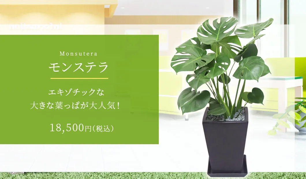 モンステラ 観葉植物 18,500円(税込)