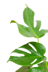 モンステラ ラスターポット付 sサイズ 観葉植物の販売 通販の観葉植物のオアシス モンステラ ラスターポット付 sサイズ 観葉植物の販売 通販の観葉植物のオアシス