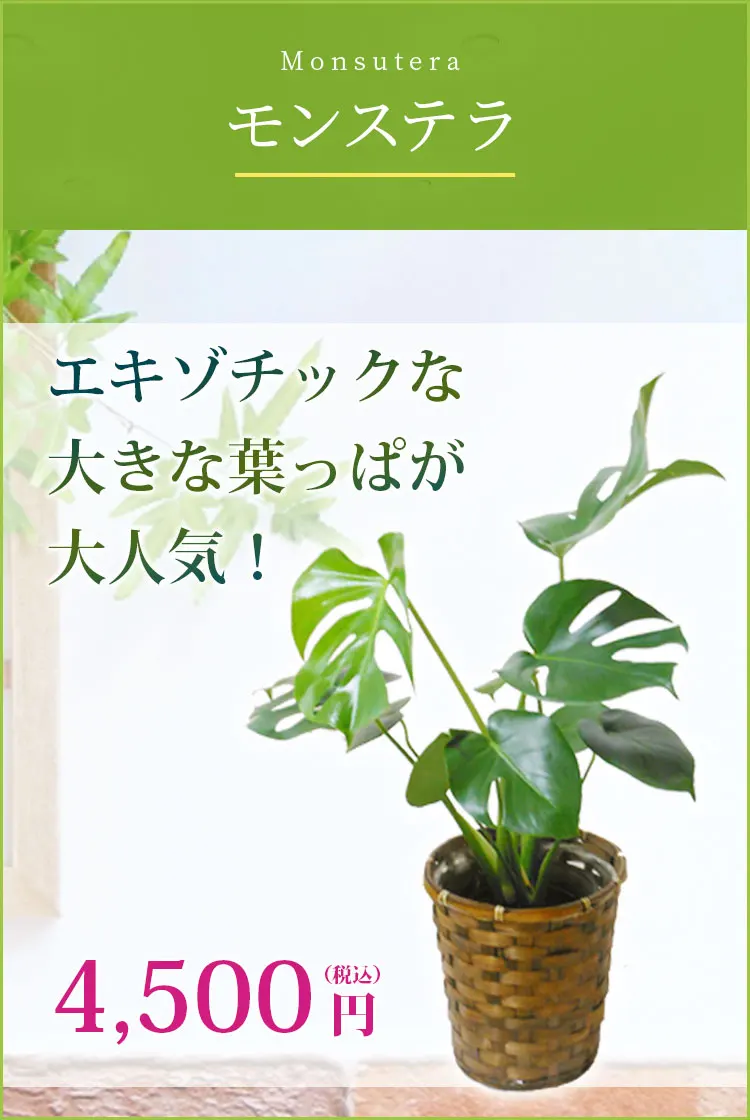 モンステラ 観葉植物 4,300円(税込)