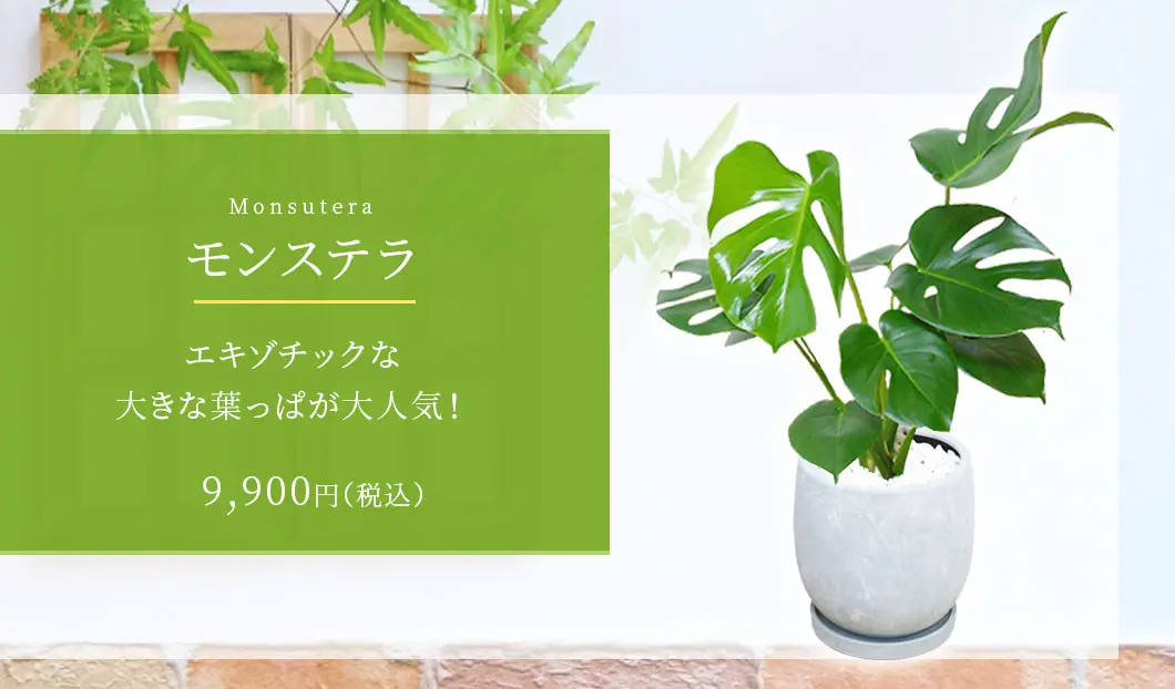 モンステラ 観葉植物 9,900円(税込)