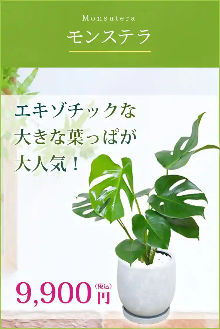 モンステラ 観葉植物 9,900円(税込)