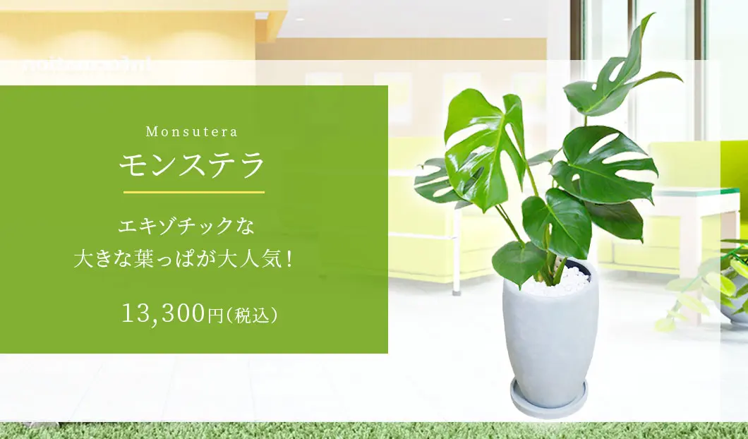モンステラ 観葉植物 13,300円(税込)