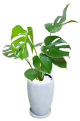 モンステラ全体画像