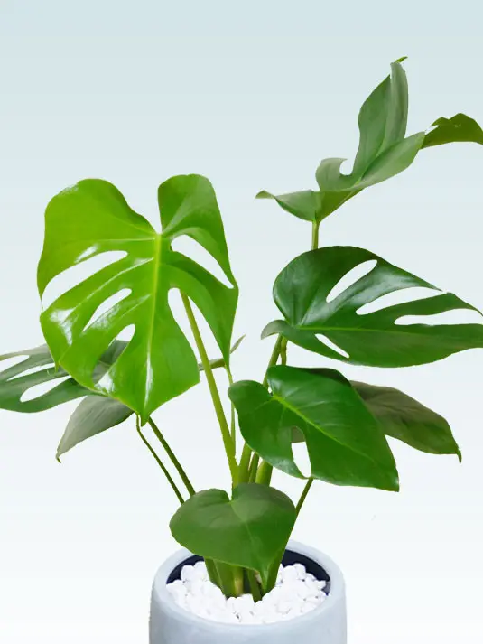 モンステラ拡大斜め上から画像