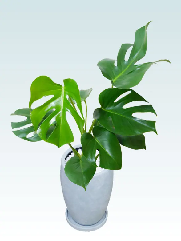 モンステラ全体画像