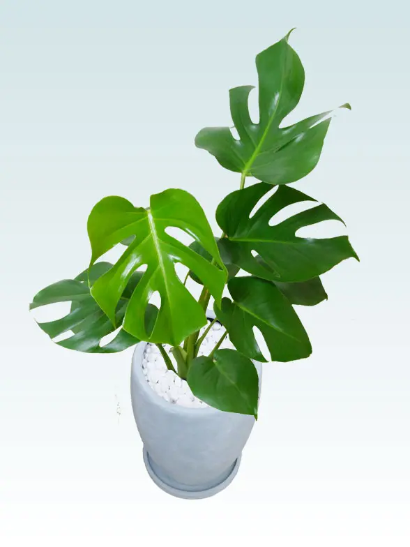 モンステラ葉っぱ拡大画像