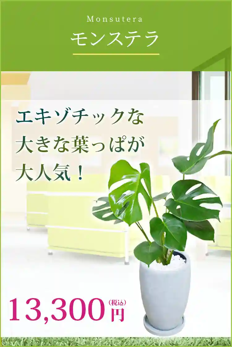 モンステラ 観葉植物 13,300円(税込)