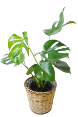 モンステラ 籐かご付 ライトブラウン色 sサイズ 観葉植物の販売 通販の観葉植物のオアシス モンステラ 籐かご付 ライトブラウン色 sサイズ 観葉植物の販売 通販の観葉植物のオアシス