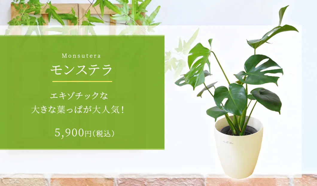 モンステラ 観葉植物 5,700円(税込)