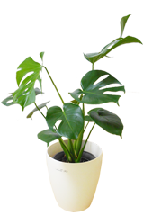 モンステラ ラスターポット付 sサイズ 観葉植物の販売 通販の観葉植物のオアシス モンステラ ラスターポット付 sサイズ 観葉植物の販売 通販の観葉植物のオアシス
