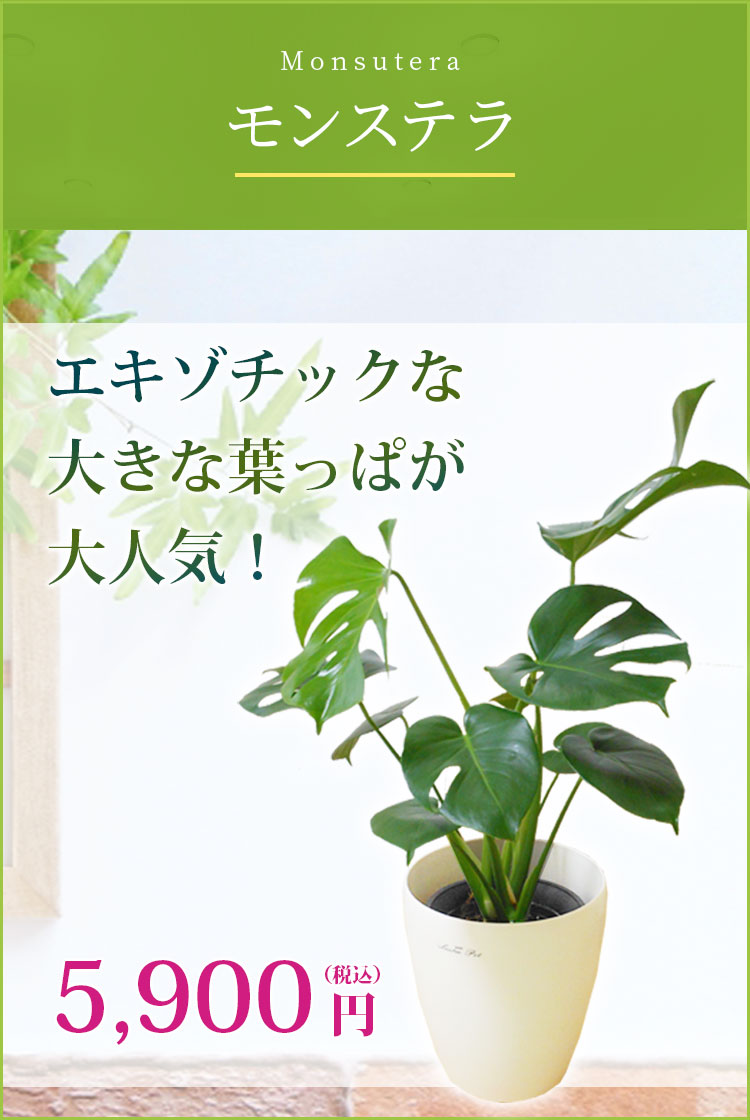 モンステラ ラスターポット付 ｓサイズ 観葉植物の販売 通販の観葉植物のオアシス