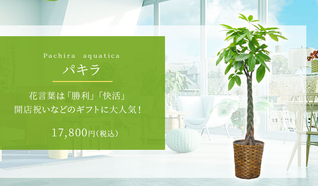 パキラ 観葉植物 17,400円(税込)