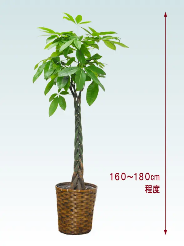 パキラ全体画像