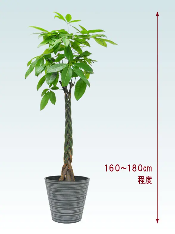 パキラ全体画像