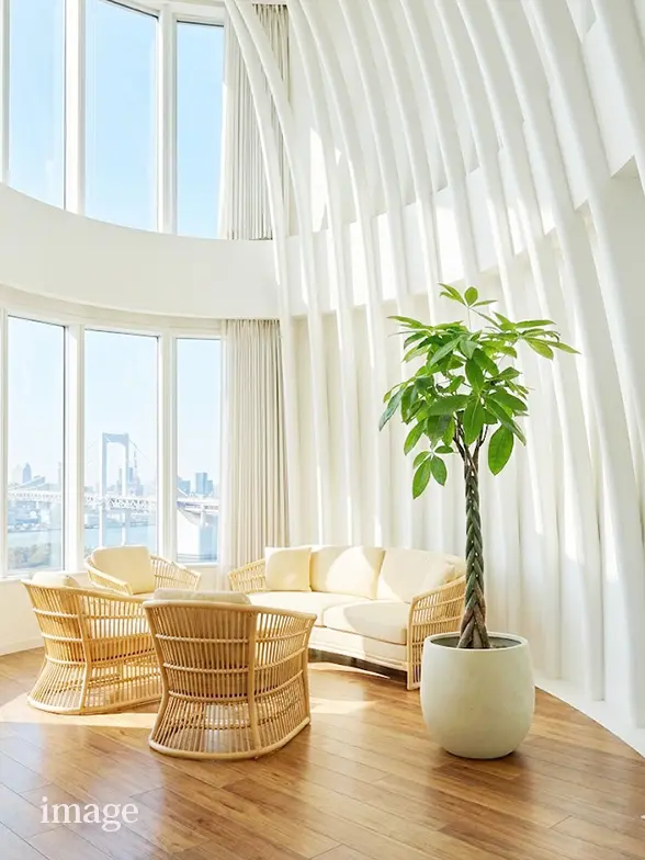 パキラ葉っぱ枝も入った画像