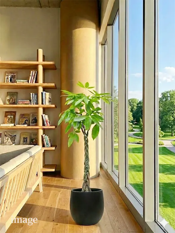 パキラ葉っぱ枝も入った画像