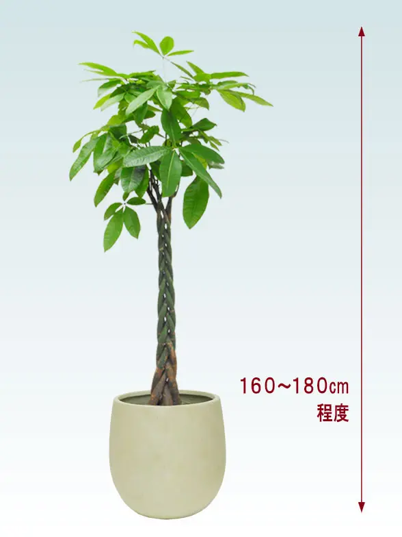 パキラ全体画像