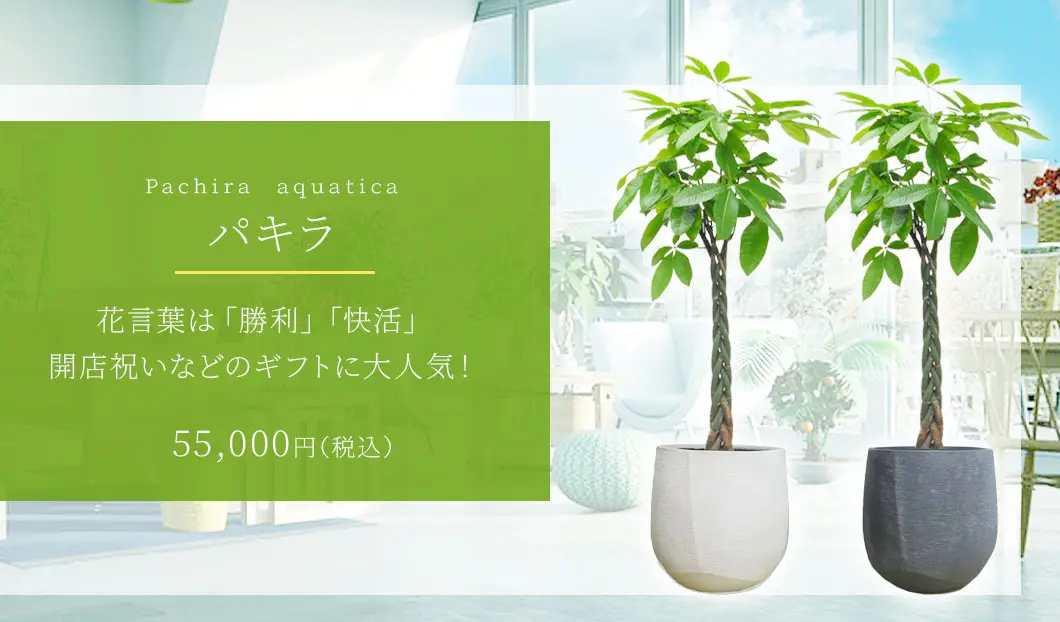 パキラ 観葉植物 55,000円(税込)