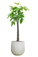 パキラ全体画像