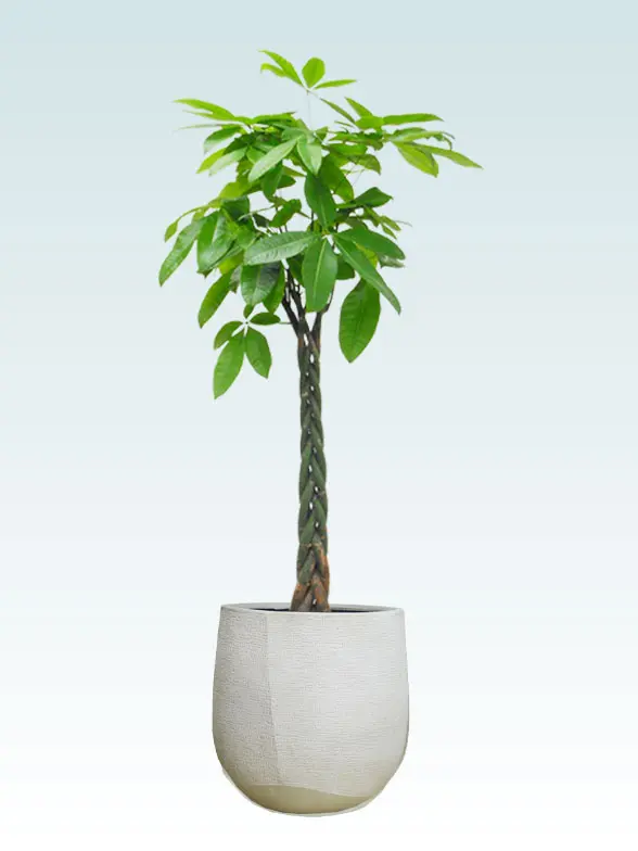 パキラ拡大横から画像