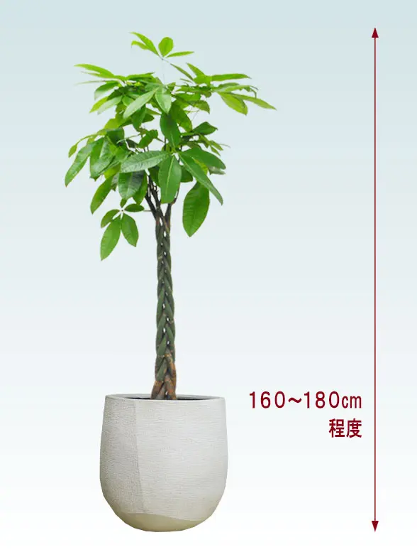 パキラ全体画像