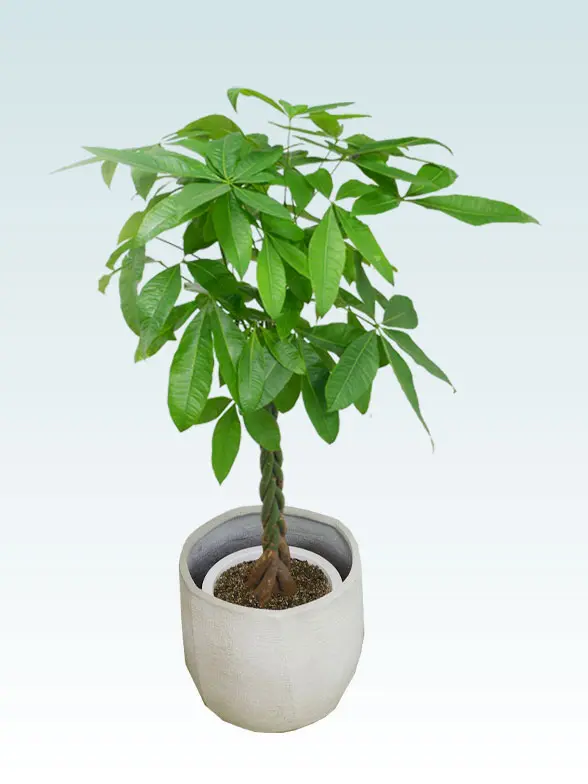 パキラ葉っぱ枝も入った画像