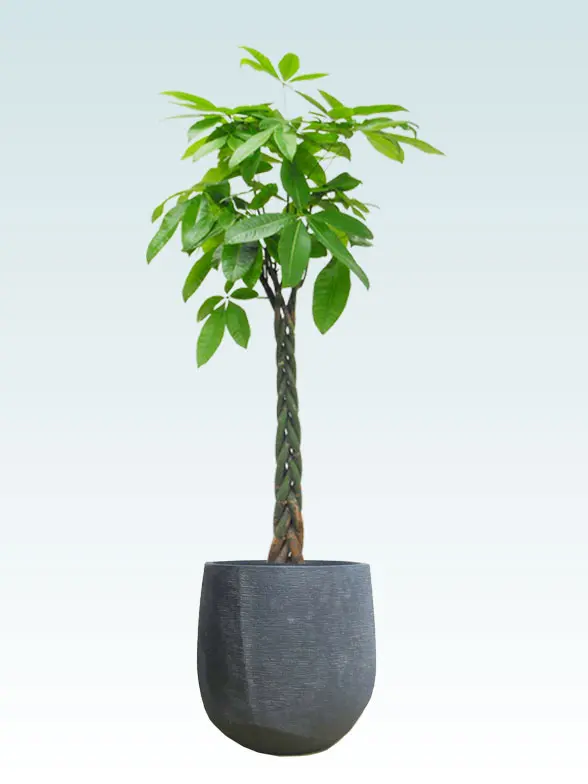 パキラ葉っぱ枝も入った画像