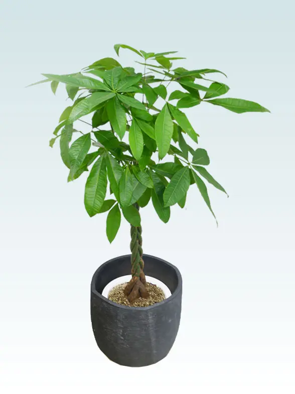 ウンベラータ葉っぱ枝も入った画像