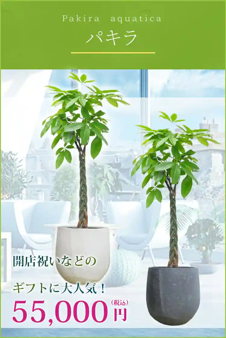 パキラ 観葉植物 55,000円(税込)