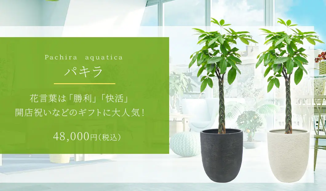 パキラ 観葉植物 48,000円(税込)