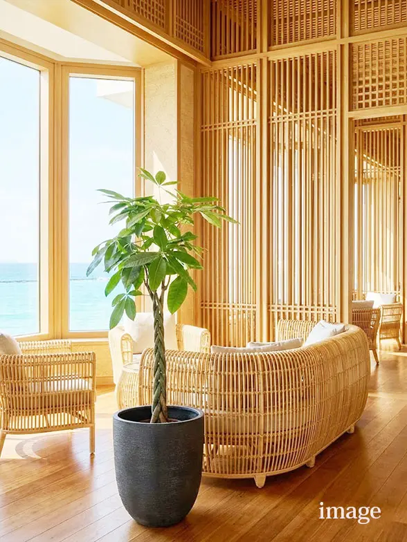 ウンベラータ葉っぱ枝も入った画像