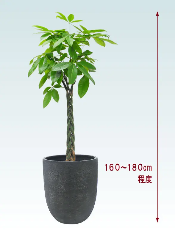 パキラ全体画像