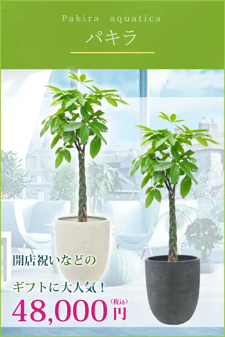 パキラ 観葉植物 48,000円(税込)