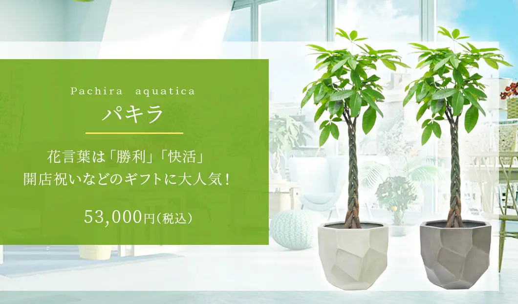 パキラ 観葉植物 53,000円(税込)