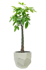 パキラ全体画像