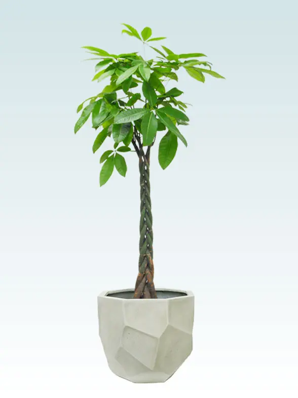 パキラ拡大横から画像