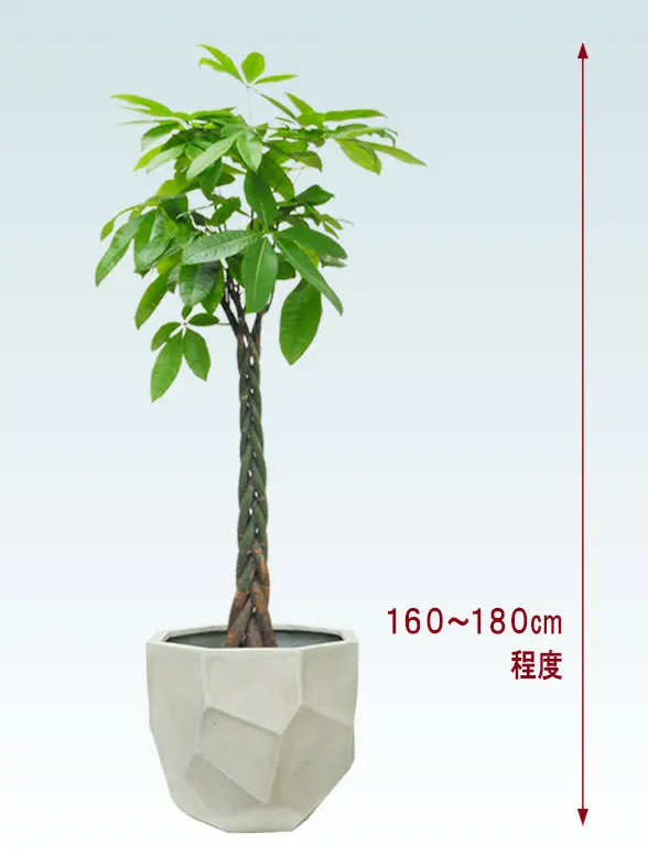 パキラ全体画像