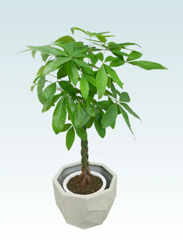 パキラ葉っぱ枝も入った画像