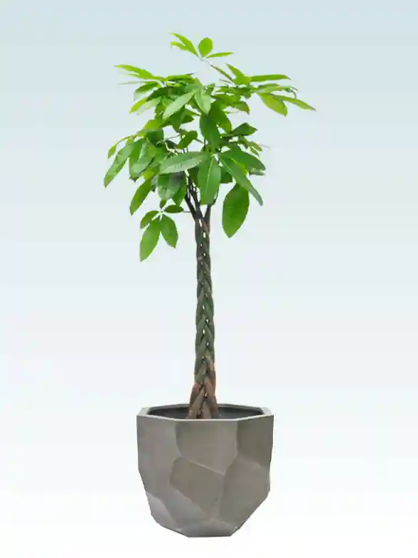 パキラ葉っぱ枝も入った画像