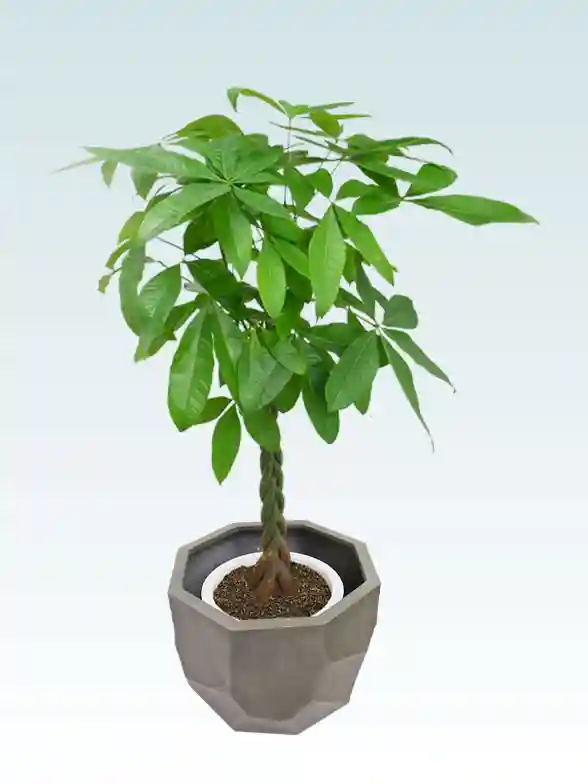 ウンベラータ葉っぱ枝も入った画像