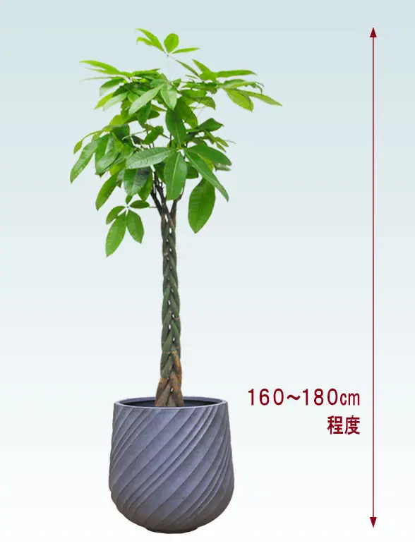 パキラ全体画像