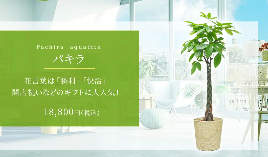 パキラ 観葉植物 18,400円(税込)