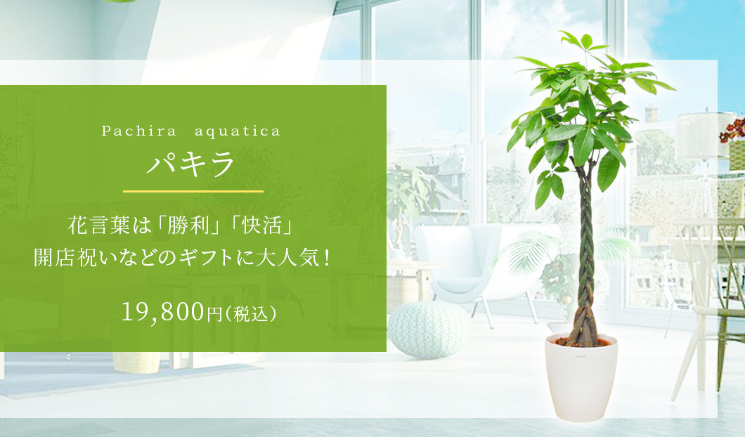 パキラ 観葉植物 19,400円(税込)