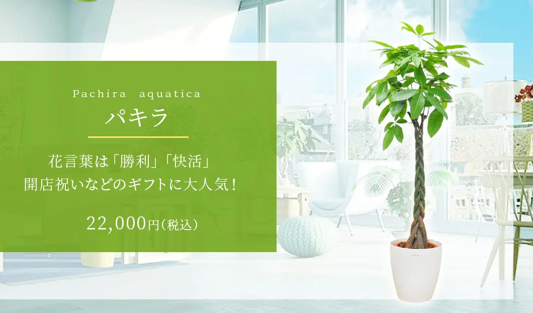 パキラ 観葉植物 22,000円(税込)
