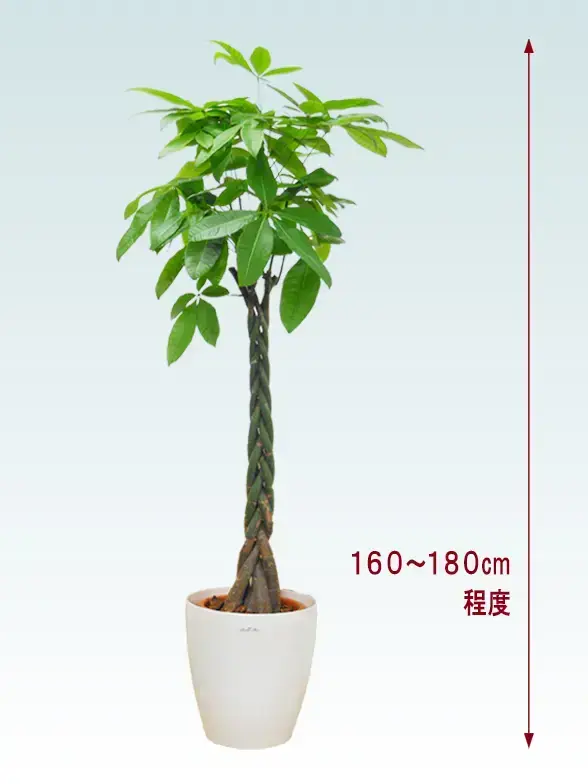 パキラ全体画像