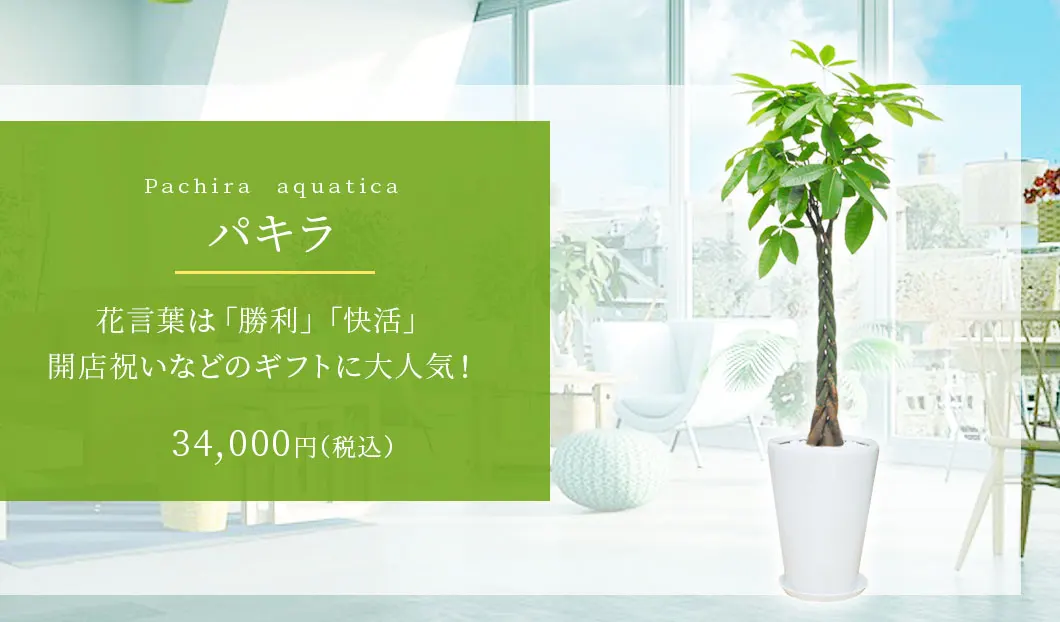 パキラ 観葉植物 33,000円(税込)