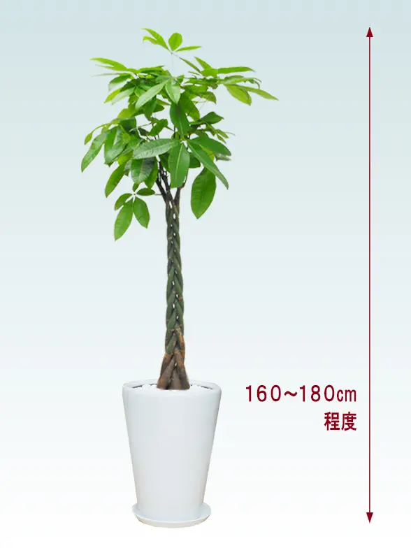 パキラ全体画像