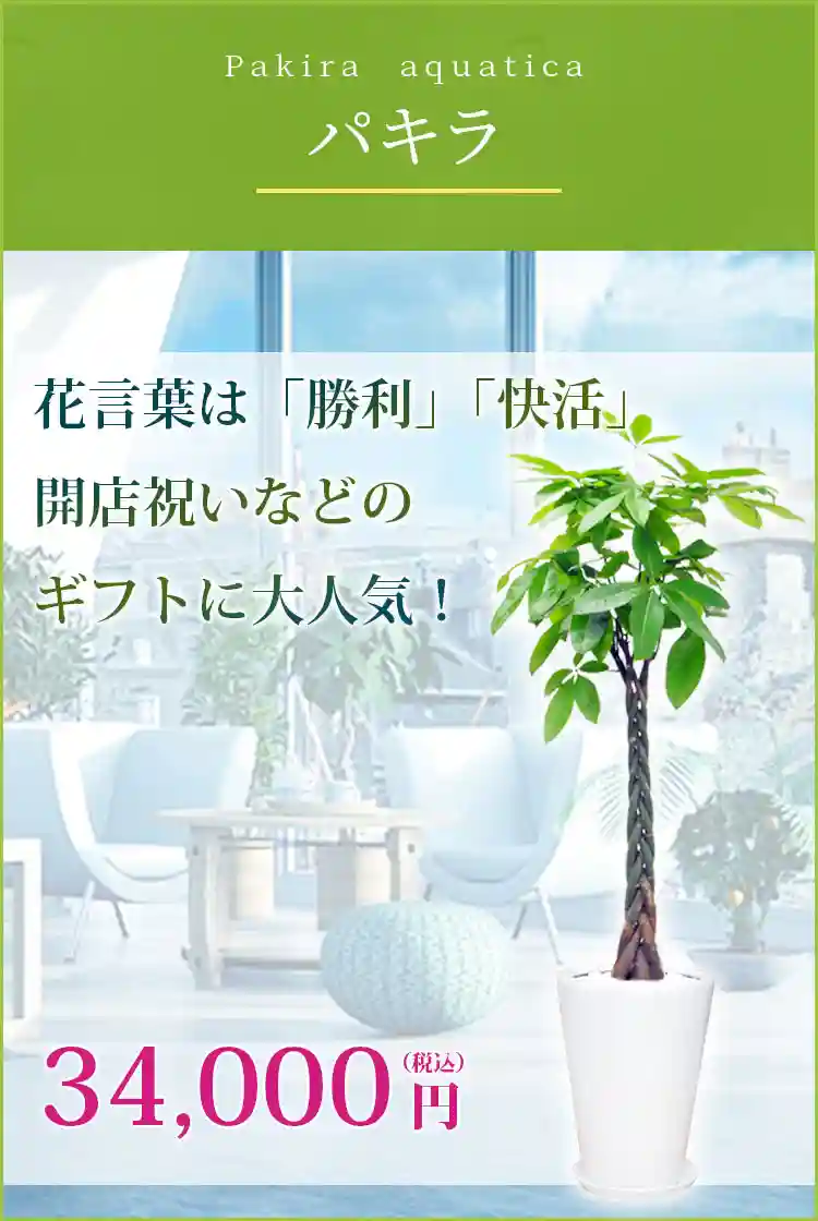 パキラ 観葉植物 33,000円(税込)